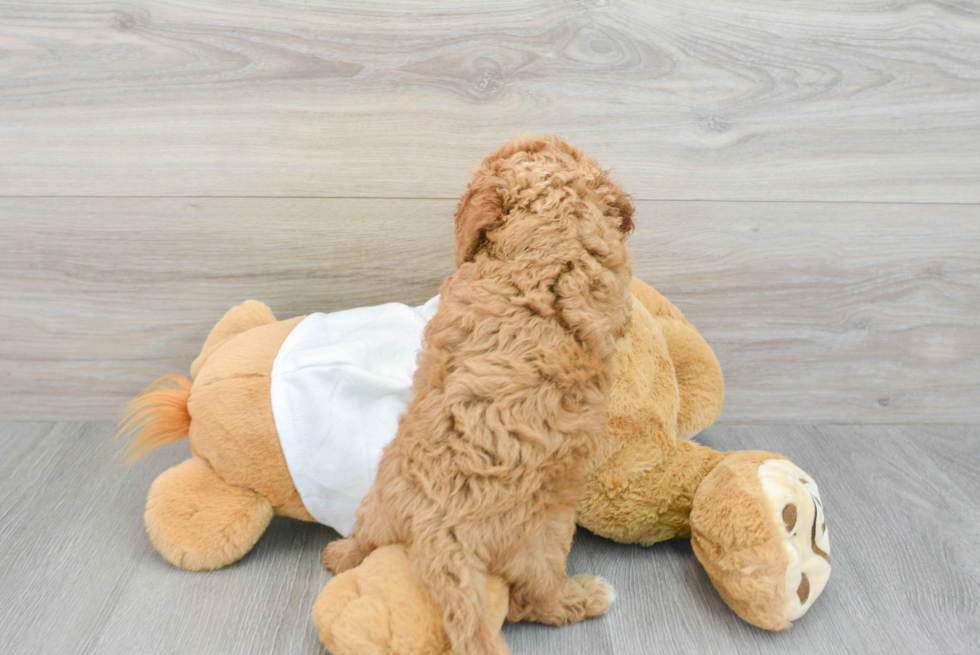 Best Cavapoo Baby