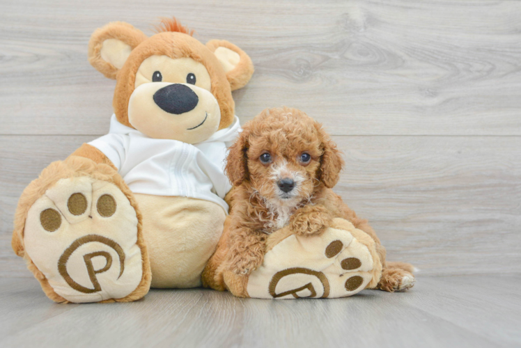 Cavapoo Pup Being Cute