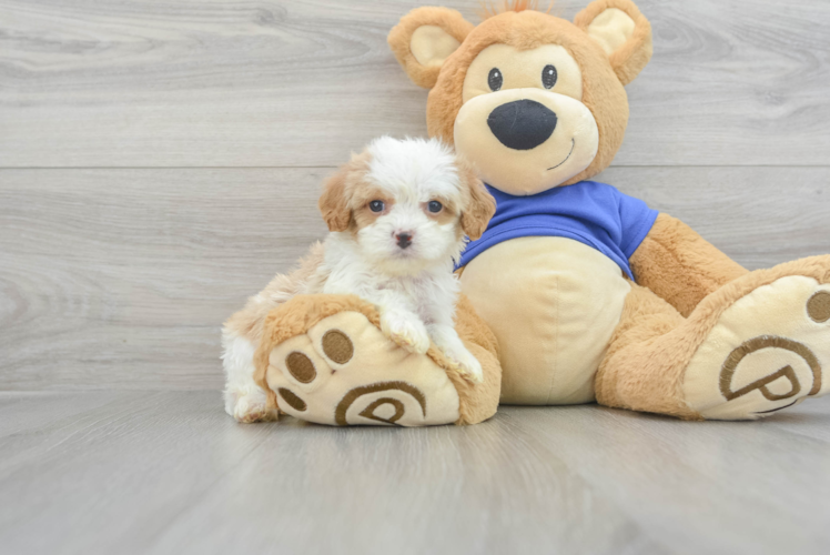 Cavapoo Pup Being Cute