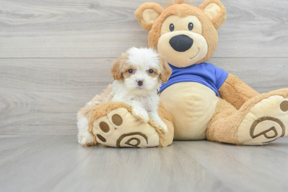 Cavapoo Pup Being Cute