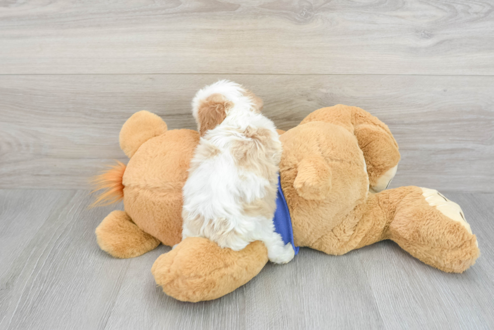 Cavapoo Pup Being Cute