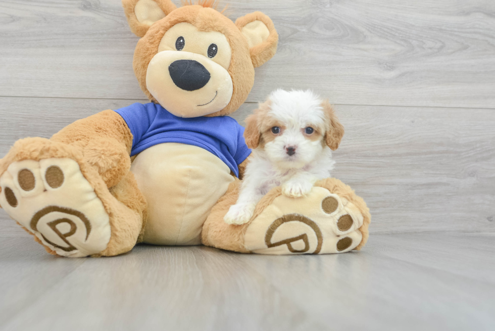 Fluffy Cavapoo Poodle Mix Pup