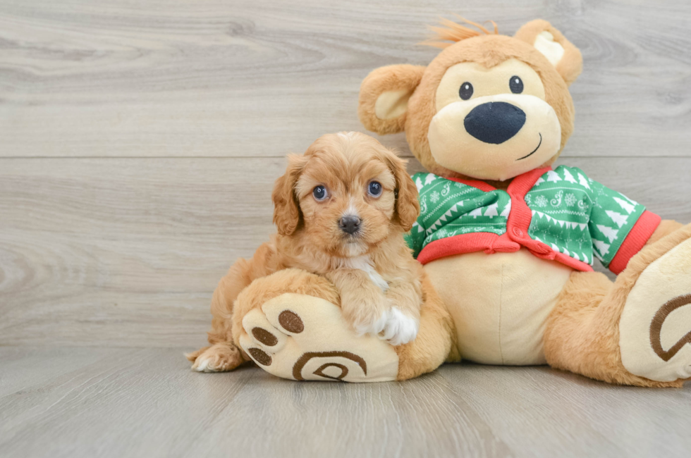 5 week old Cavapoo Puppy For Sale - Seaside Pups