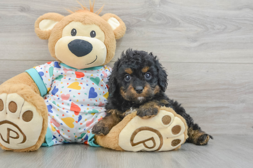 Cavapoo Puppy for Adoption