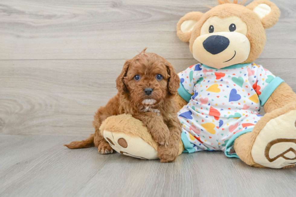 Cavapoo Pup Being Cute