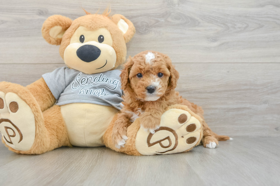 5 week old Cavapoo Puppy For Sale - Seaside Pups