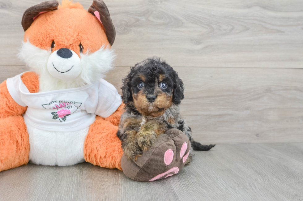 6 week old Cavapoo Puppy For Sale - Seaside Pups