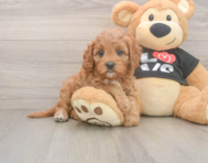 8 week old Cavapoo Puppy For Sale - Seaside Pups