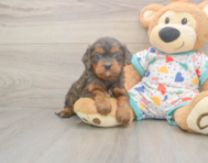 8 week old Cavapoo Puppy For Sale - Seaside Pups