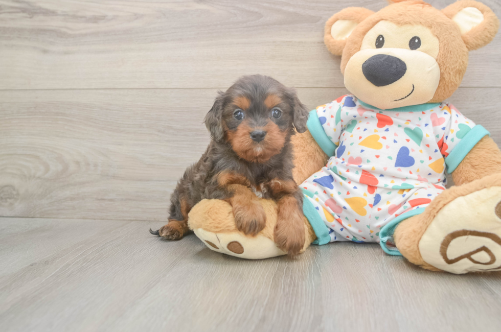 5 week old Cavapoo Puppy For Sale - Seaside Pups