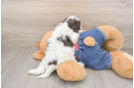 Cavapoo Puppy for Adoption