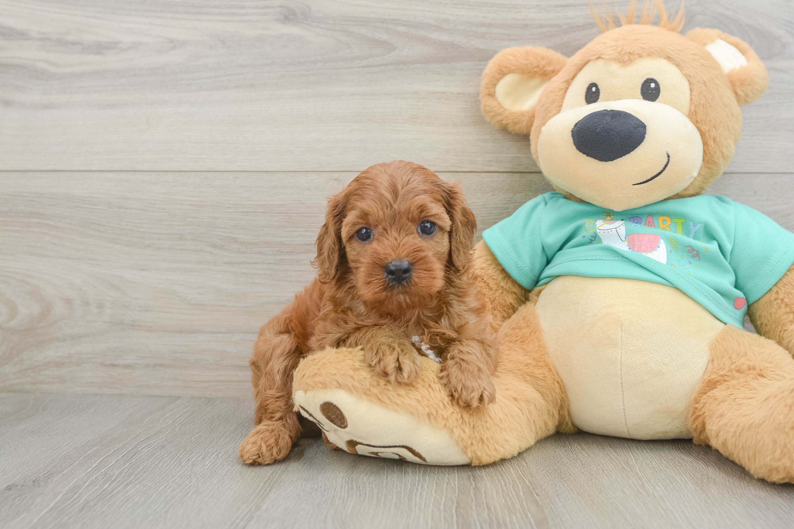 Cavapoo Pup Being Cute