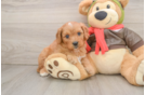 Playful Cavapoodle Poodle Mix Puppy