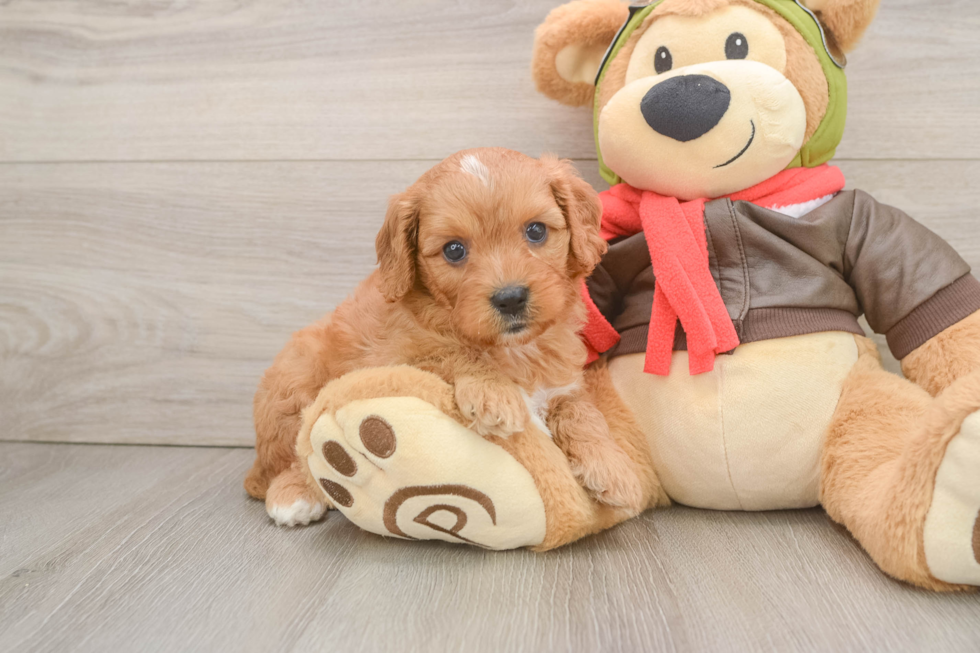Playful Cavapoodle Poodle Mix Puppy
