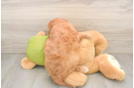 Hypoallergenic Cavadoodle Poodle Mix Puppy