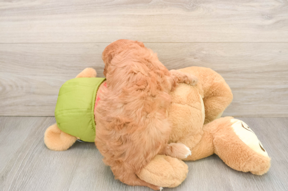 Hypoallergenic Cavadoodle Poodle Mix Puppy