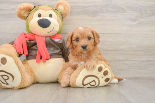 Adorable Cavalier King Charles Spaniel and Poodle Mix Poodle Mix Puppy