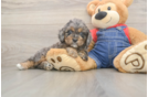 Cavapoo Puppy for Adoption