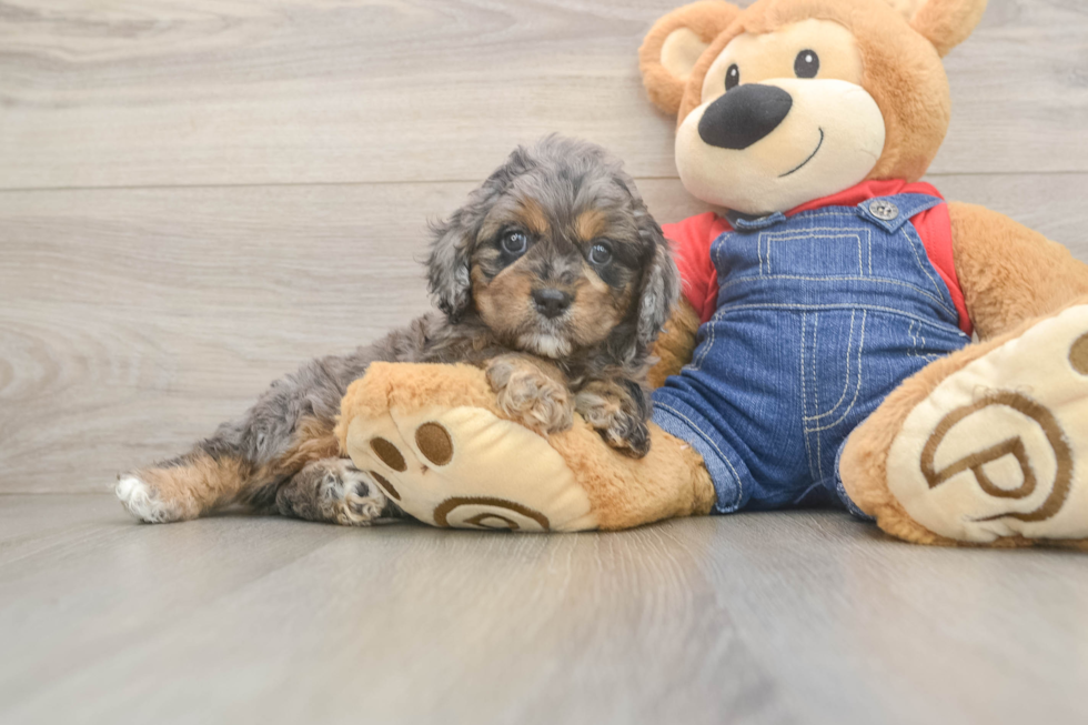 Cavapoo Puppy for Adoption
