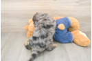 Cavapoo Pup Being Cute