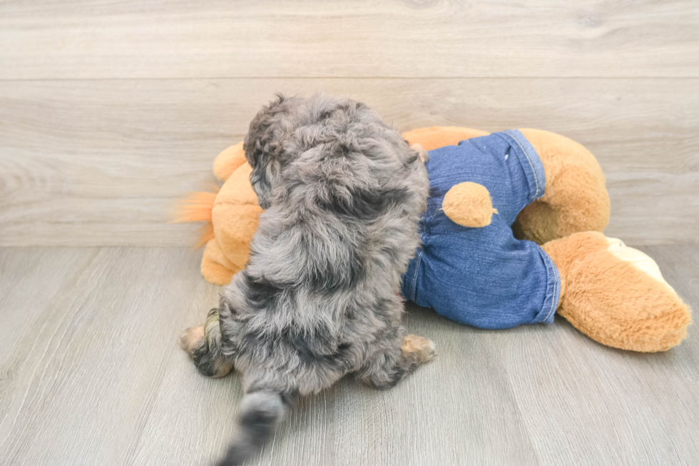 Cavapoo Pup Being Cute