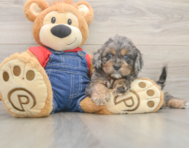 8 week old Cavapoo Puppy For Sale - Seaside Pups