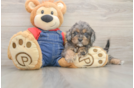 Fluffy Cavapoo Poodle Mix Pup