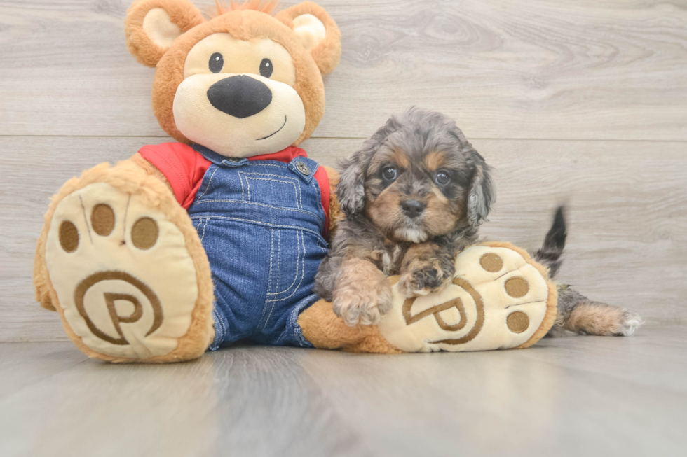 Fluffy Cavapoo Poodle Mix Pup