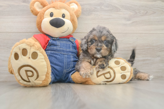 Fluffy Cavapoo Poodle Mix Pup