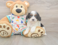 8 week old Cavapoo Puppy For Sale - Seaside Pups