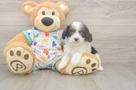 5 week old Cavapoo Puppy For Sale - Seaside Pups Cavapoo Puppy for Adoption
