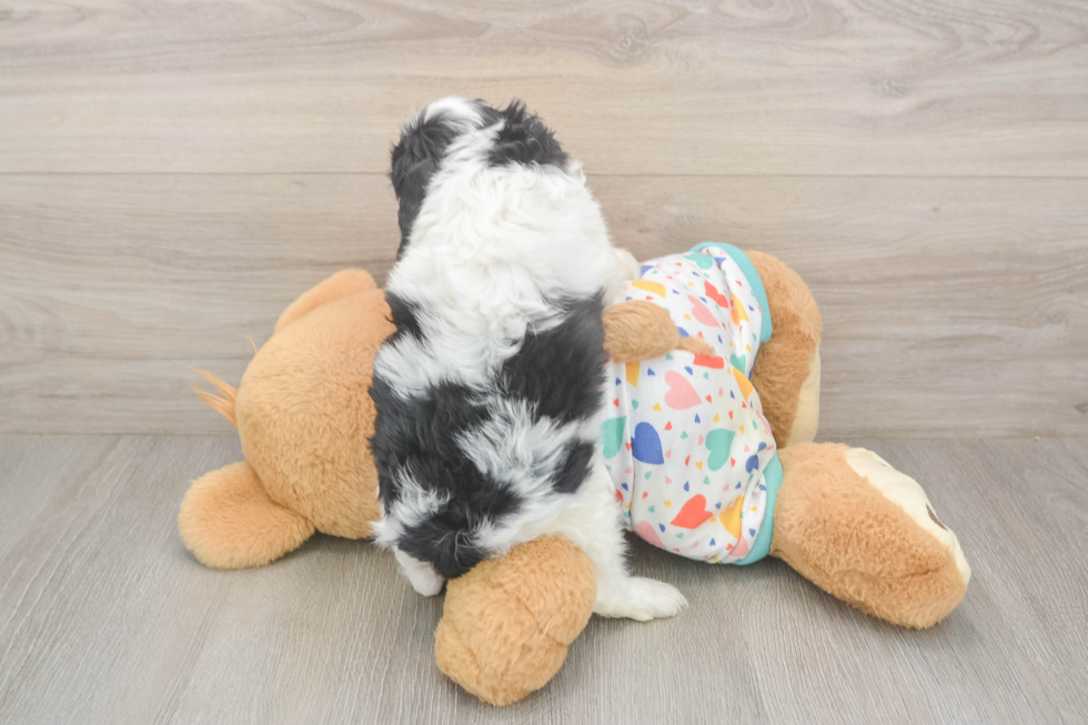 Cavapoo Puppy for Adoption