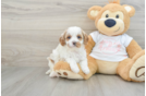 Friendly Cavapoo Baby