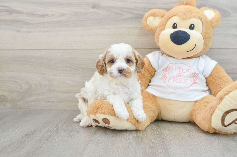 5 week old Cavapoo Puppy For Sale - Seaside Pups