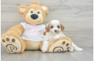 Small Cavapoo Baby