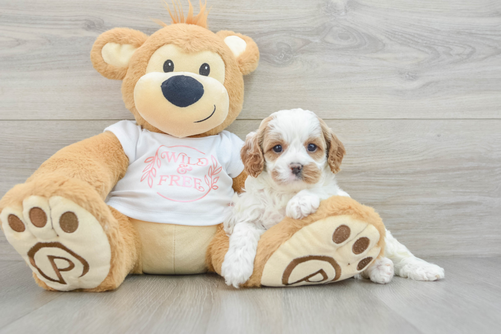 Small Cavapoo Baby