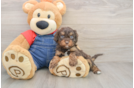 Cavapoo Puppy for Adoption