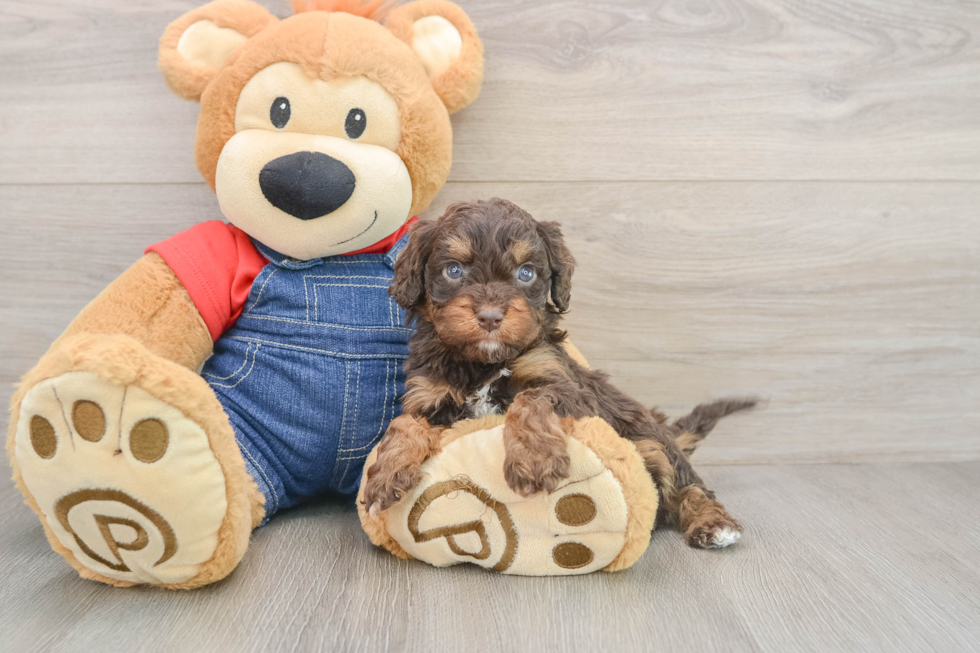 Cavapoo Puppy for Adoption