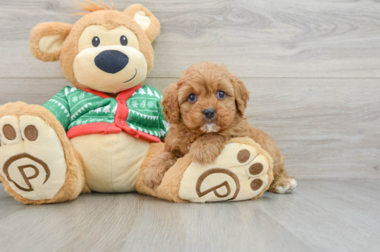 Cute Cavapoo Baby