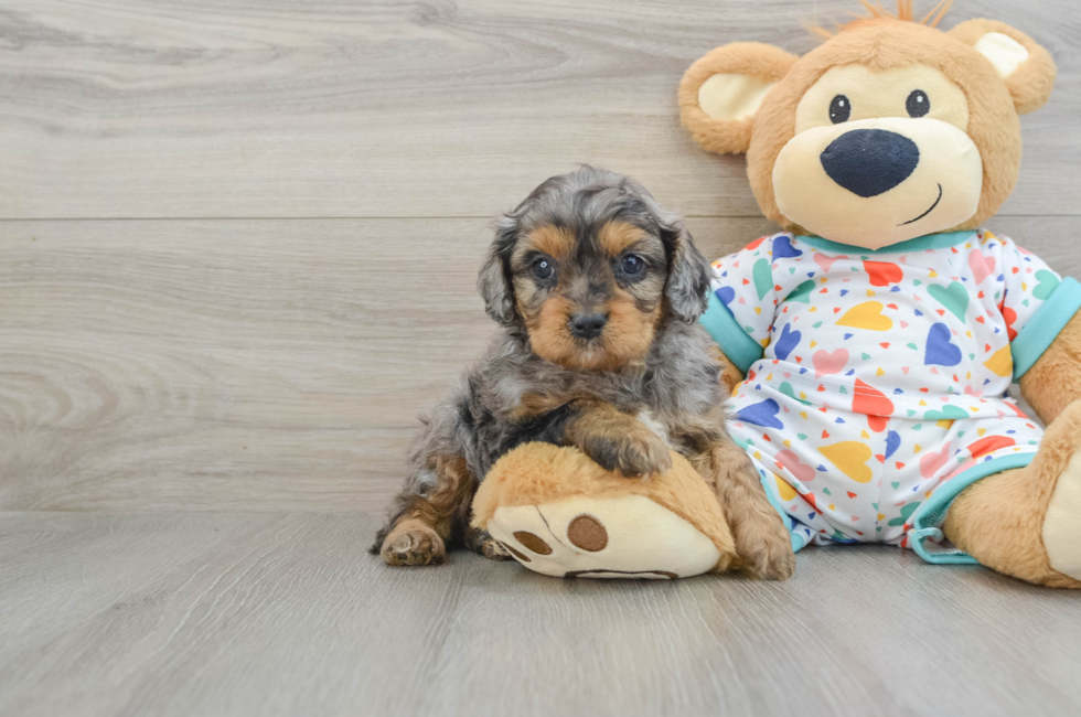 7 week old Cavapoo Puppy For Sale - Seaside Pups