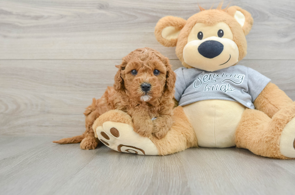 5 week old Cavapoo Puppy For Sale - Seaside Pups