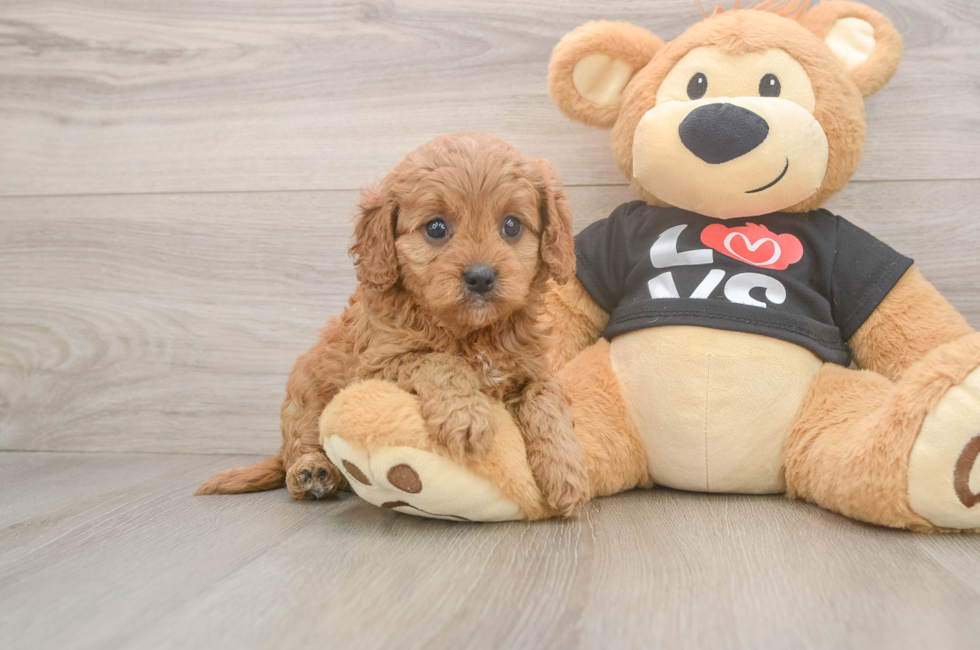 5 week old Cavapoo Puppy For Sale - Seaside Pups