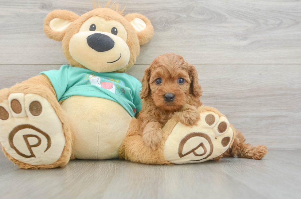 7 week old Cavapoo Puppy For Sale - Seaside Pups