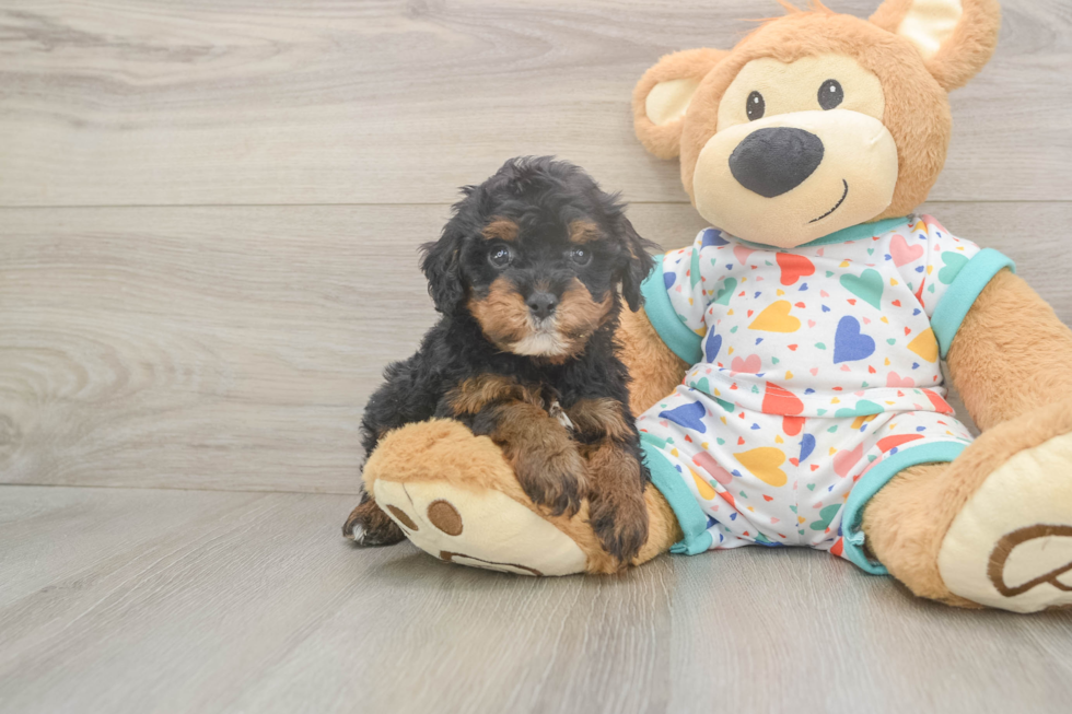 Meet Huck - our Cavapoo Puppy Photo  2/3 - Seaside Pups Cavapoo Puppy for Adoption