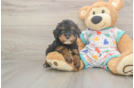 Meet Huck - our Cavapoo Puppy Photo  2/3 - Seaside Pups Cavapoo Puppy for Adoption