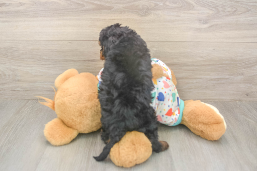 Meet Huck - our Cavapoo Puppy Photo  3/3 - Seaside Pups Cavapoo Pup Being Cute