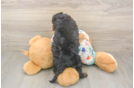Meet Huck - our Cavapoo Puppy Photo  3/3 - Seaside Pups Cavapoo Pup Being Cute