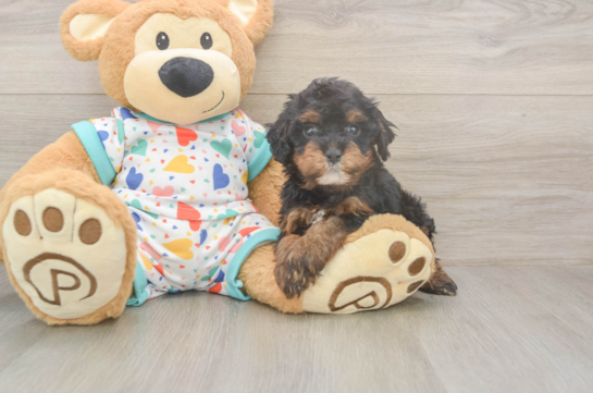 5 week old Cavapoo Puppy For Sale - Seaside Pups Best Cavapoo Baby
