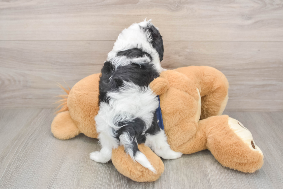 Fluffy Cavapoo Poodle Mix Pup