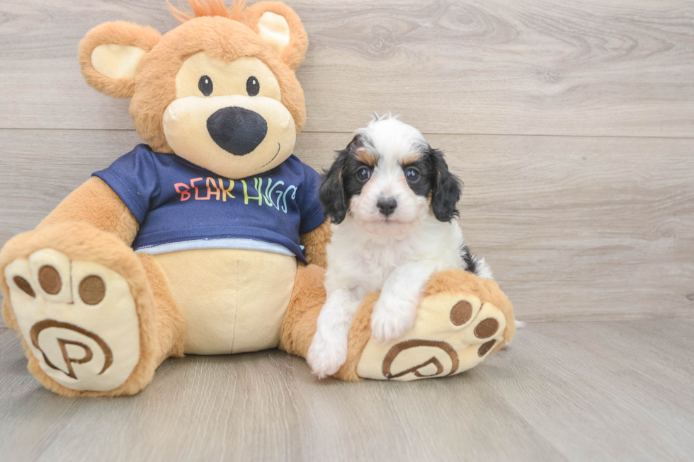 Adorable Cavalier King Charles Spaniel and Poodle Mix Poodle Mix Puppy